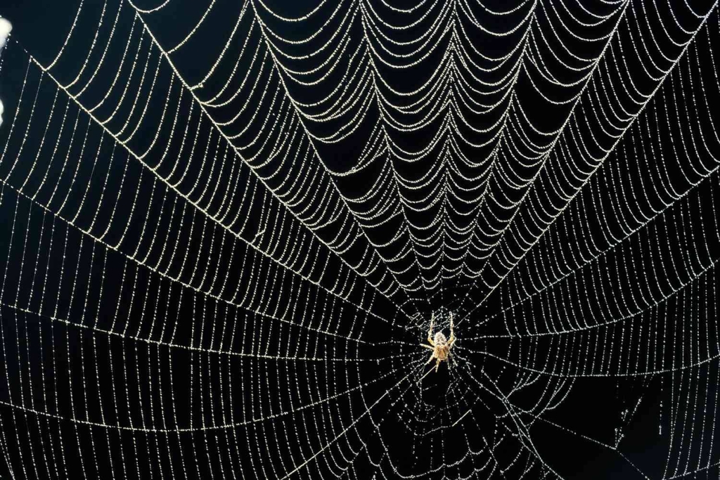 عنکبوت‌ها چگونه در تارهای خود گرفتار نمی‌شوند؟