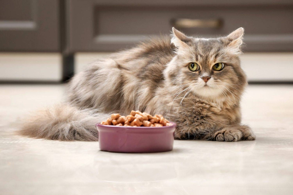غذادادن بیش از حد به گربه‌ها برای آن‌ها دردسرساز است