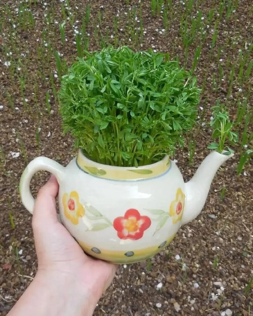 طرز تهیه سبزه ماش برای سفره هفت سین در تنگ و گلدان