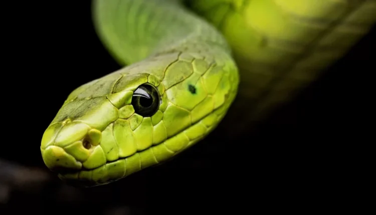 1758321370 432 تعبیر خواب مار؛ تعبیر دیدن خواب انواع مار.webp