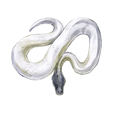 1758321370 534 تعبیر خواب مار؛ تعبیر دیدن خواب انواع مار.webp