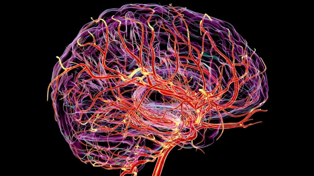 کشف تپش پنهان در مغز که می‌تواند هشداری برای زوال عقل باشد