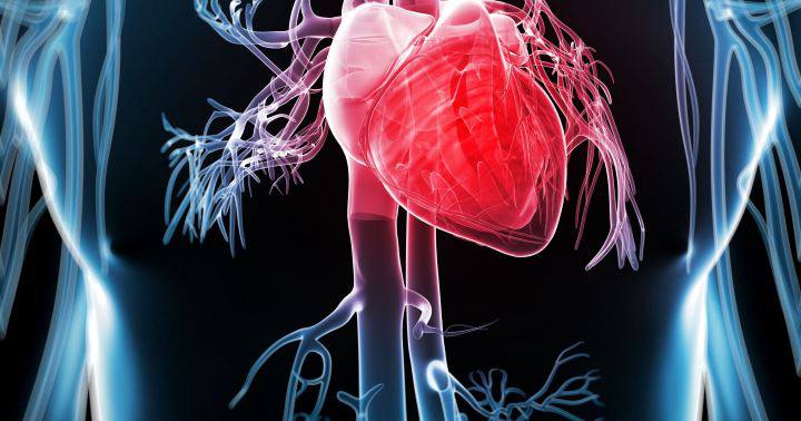 شیرین بیان برای چی خوبه: ۲۷تا از خواص شیرین بیان 20 خواص شیرین بیان - کمک به افزایش سلامت قلب و عروق